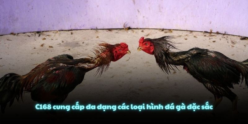 C168 cung cấp đa dạng các loại hình đá gà đặc sắc